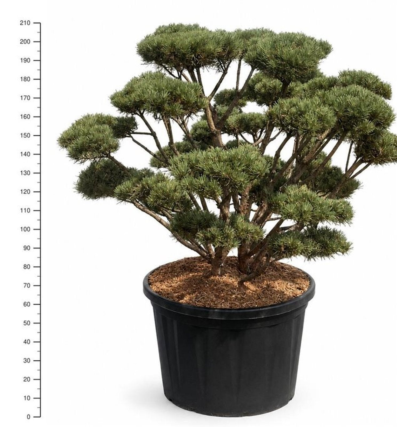
                  
                    Pinus sylvestris Watereri en bonsaï de jardin, ramification dégagée et plusieurs plateaux d’aiguilles, hauteur 210 cm
                  
                