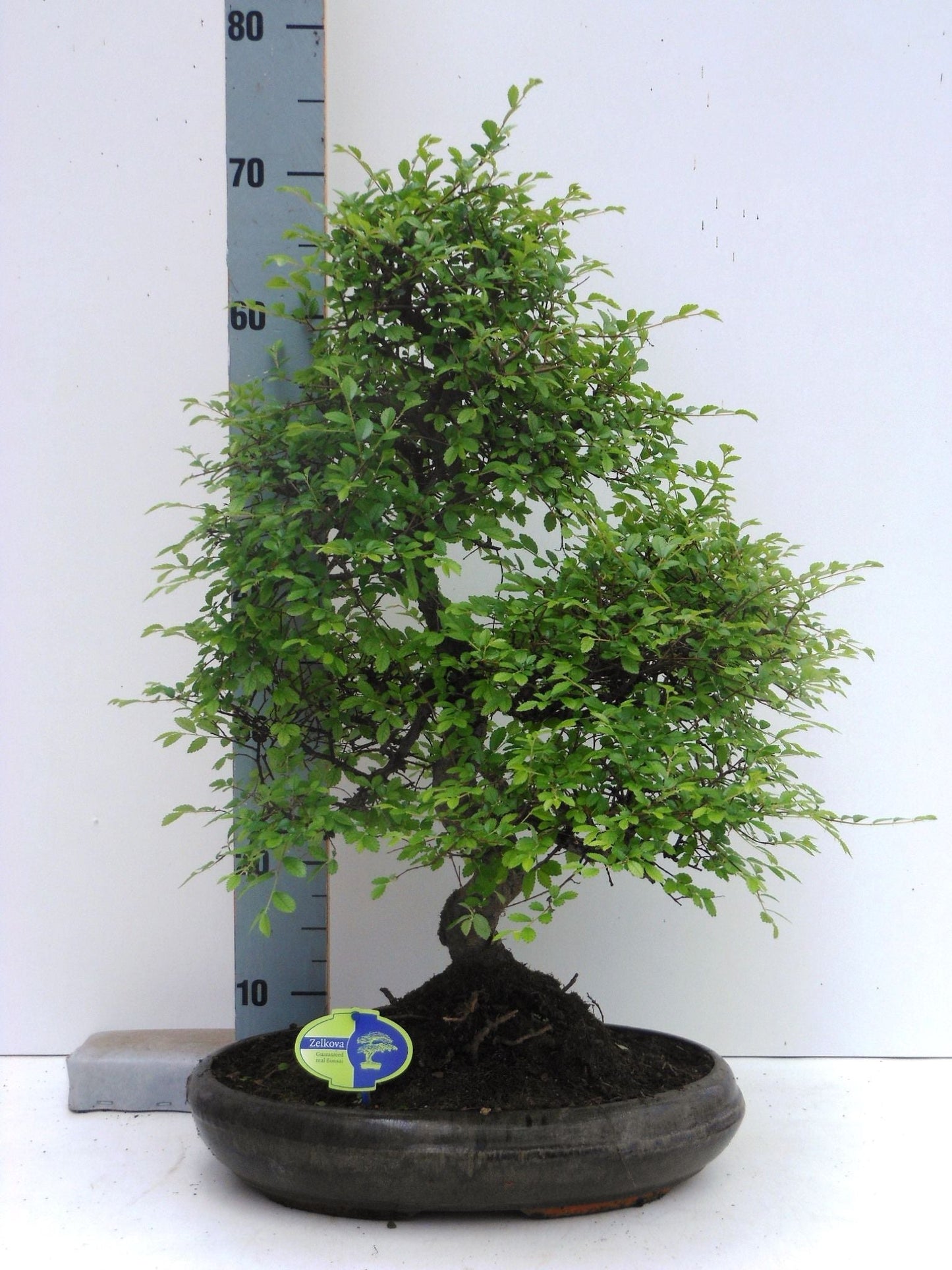 
                  
                    Bonsaï Zelkova parvifolia de 50 cm, tronc sinueux, petites feuilles vertes et coupe de culture
                  
                