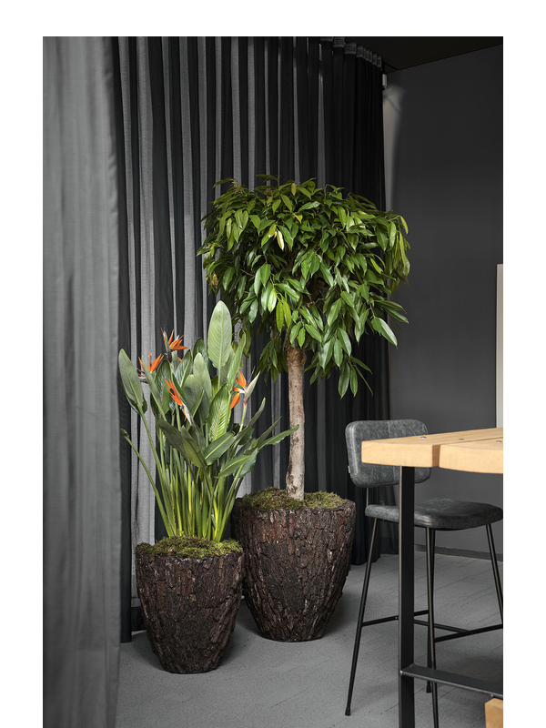 
                  
                    Pot Plantinum Bosco Merah Bark, hauteur 50 cm, mise en situation, plante non incluse — 6BOSA5502
                  
                