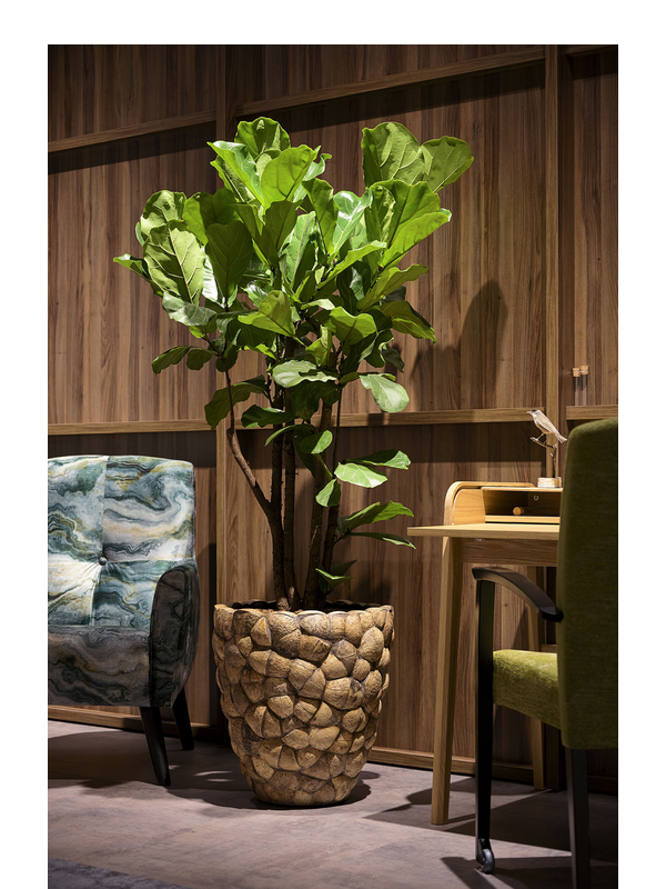 
                  
                    Pot Plantinum Bosco Coconut Shell, hauteur 50 cm, mise en situation, plante non incluse — 6BOSA5503
                  
                