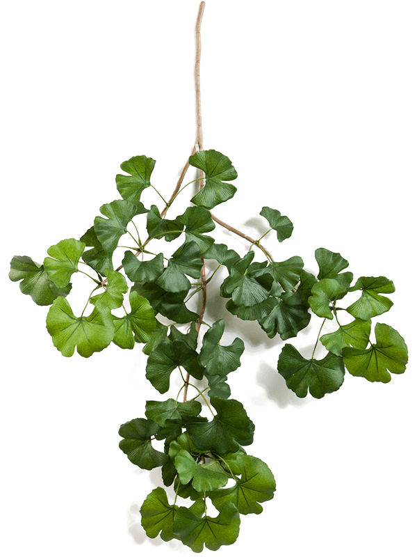 Branche Sweet Gingko artificielle ignifugée de 60 cm, feuillage vert en éventail, sans pot — 8FW1603FR