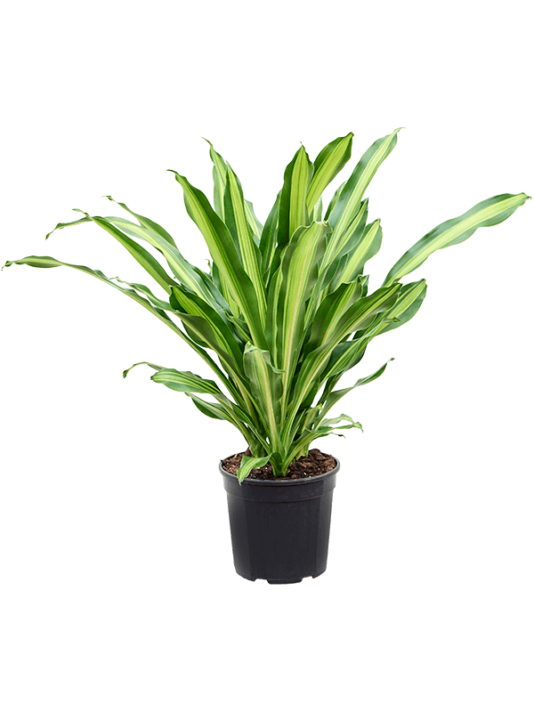 
                  
                    Dracaena Burley 100 cm, largeur 100 cm, pot de 27 cm
                  
                