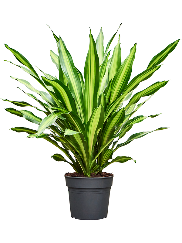 
                  
                    Dracaena Burley 100 cm, largeur 70 cm, pot de 34 cm
                  
                