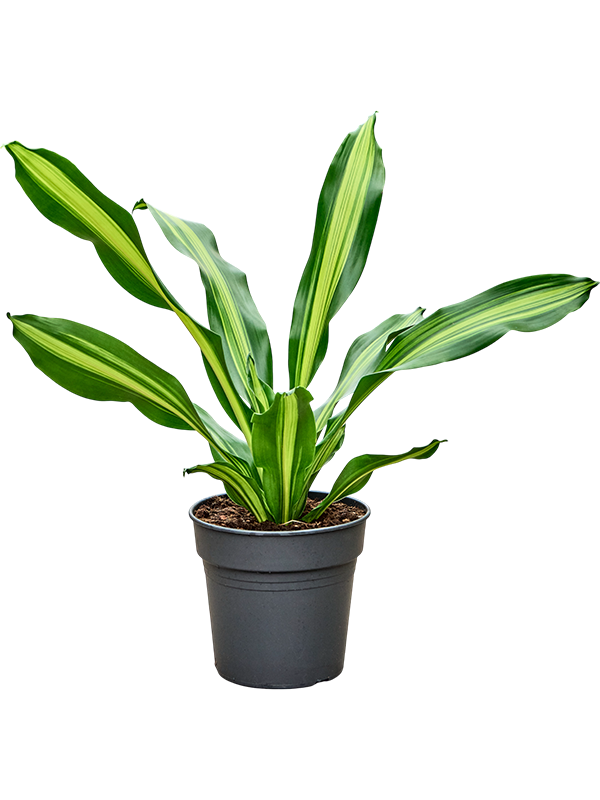 
                  
                    Dracaena Burley 80 cm, largeur 50 cm, pot de 24 cm
                  
                