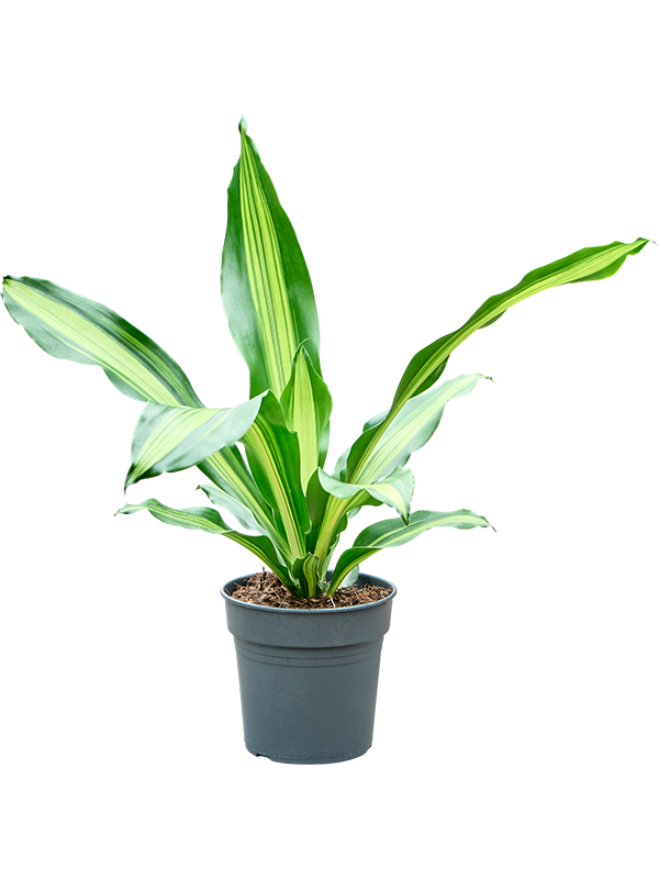 Dracaena Burley 60 cm, largeur 40 cm, pot de 17 cm