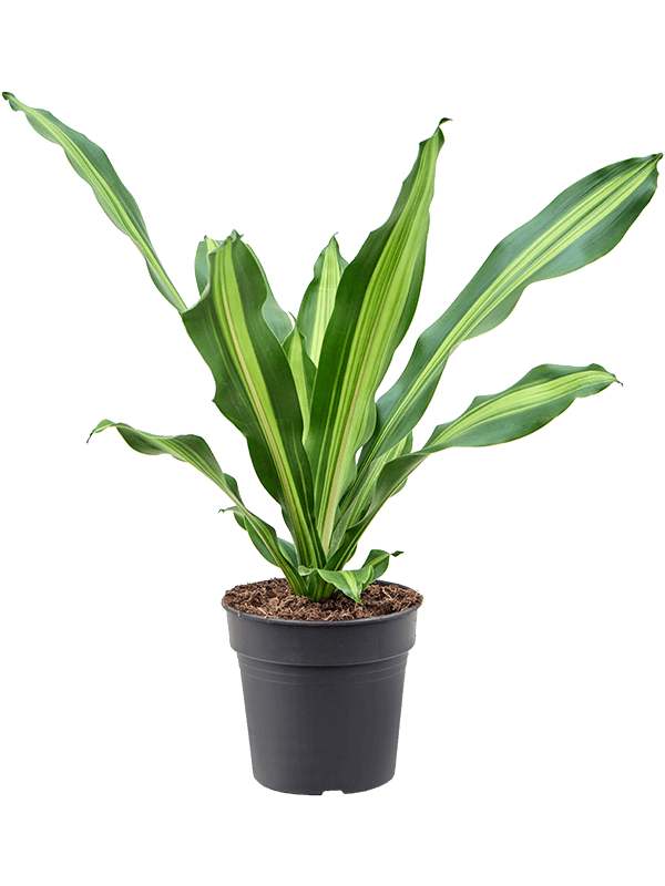 
                  
                    Dracaena Burley 60 cm, largeur 40 cm, pot de 19 cm
                  
                
