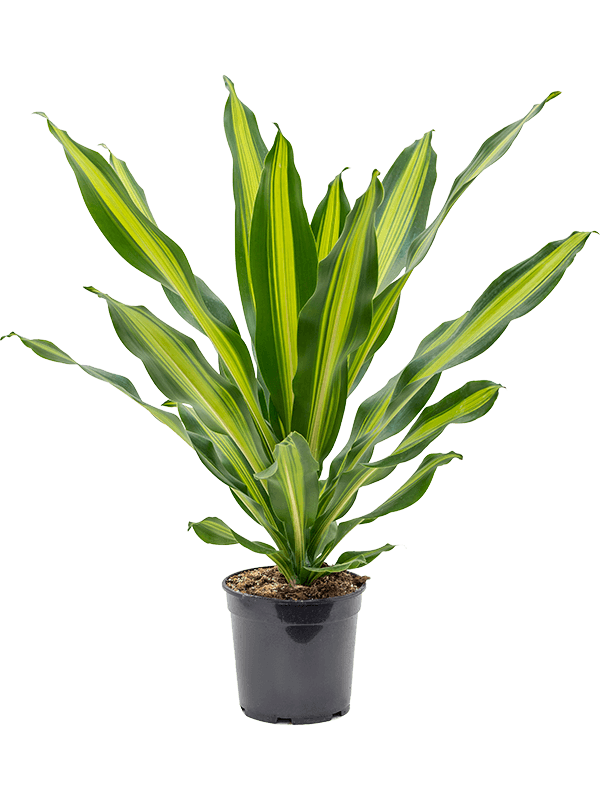 
                  
                    Dracaena Burley 80 cm, largeur 60 cm, pot de 21 cm
                  
                