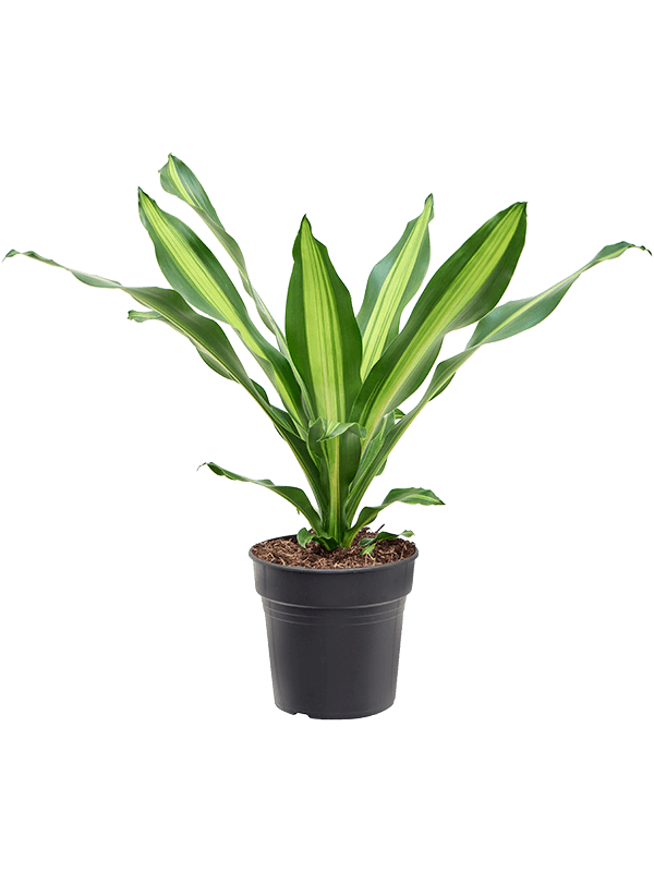
                  
                    Dracaena Burley 70 cm, largeur 40 cm, pot de 21 cm
                  
                