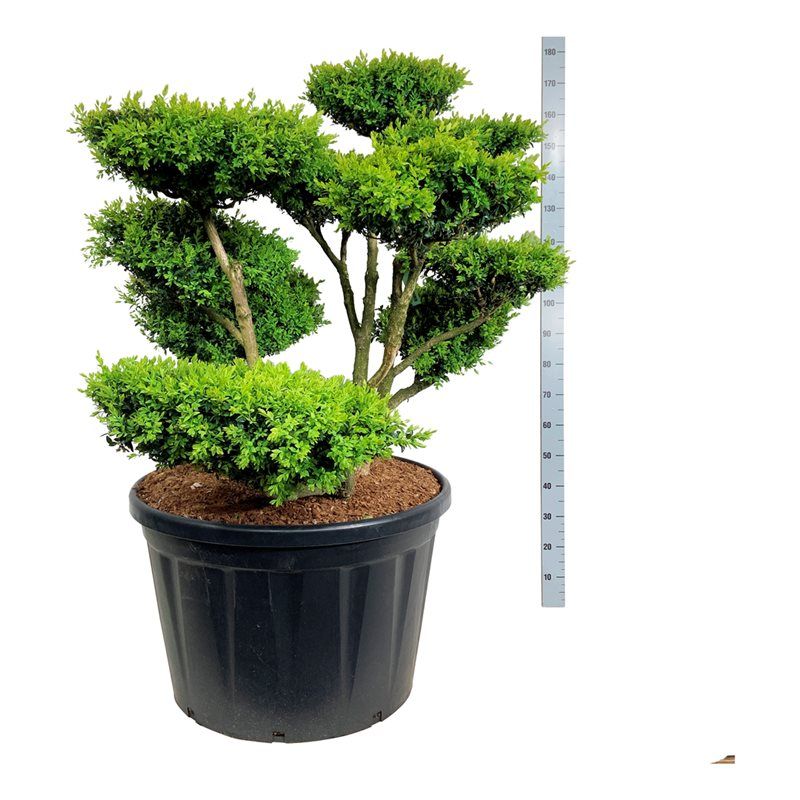 
                  
                    Buis Buxus sempervirens en bonsaï de jardin, feuillage persistant taillé en nuages, 160 cm
                  
                