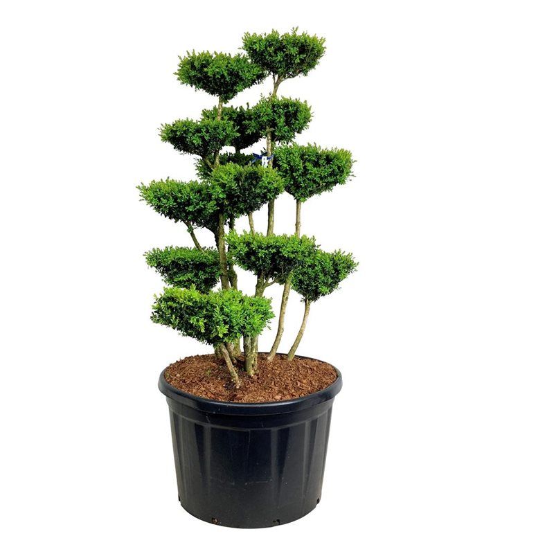 
                  
                    Buis Buxus sempervirens en bonsaï de jardin, plusieurs troncs et plateaux de feuillage, 185 cm
                  
                