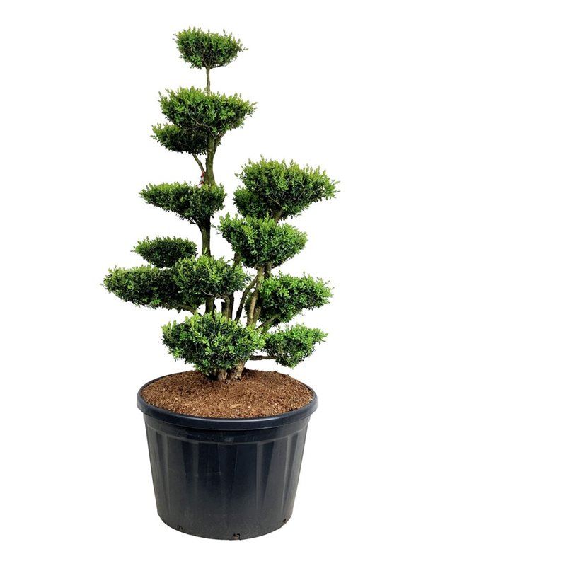 
                  
                    Buxus sempervirens en bonsaï de jardin, troncs dégagés et nuages de feuillage persistant, hauteur 220 cm
                  
                