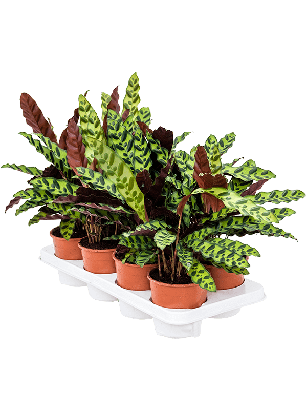 Calathea insignis — 50 cm, lot de 8 plantes en pots de 14/12 cm, fond blanc
