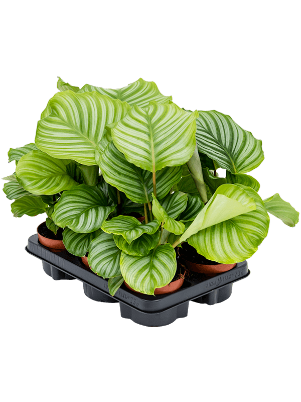 Calathea orbifolia — lot de 6 plantes de 30 cm en pots de 12/10 cm, fond blanc