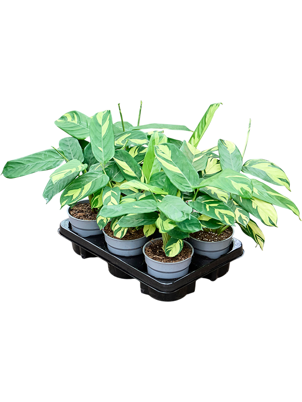 Calathea ‘Pilosa’ — 35 cm, lot de 6 plantes en pots de 12/10 cm, fond blanc