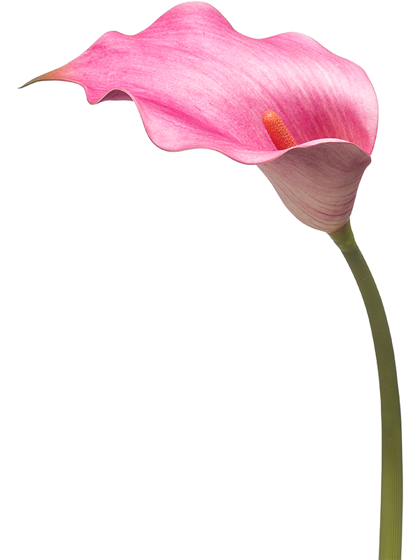 Calla artificiel fuchsia de 83 cm, fleur rose en cornet avec centre orangé sur une longue tige verte