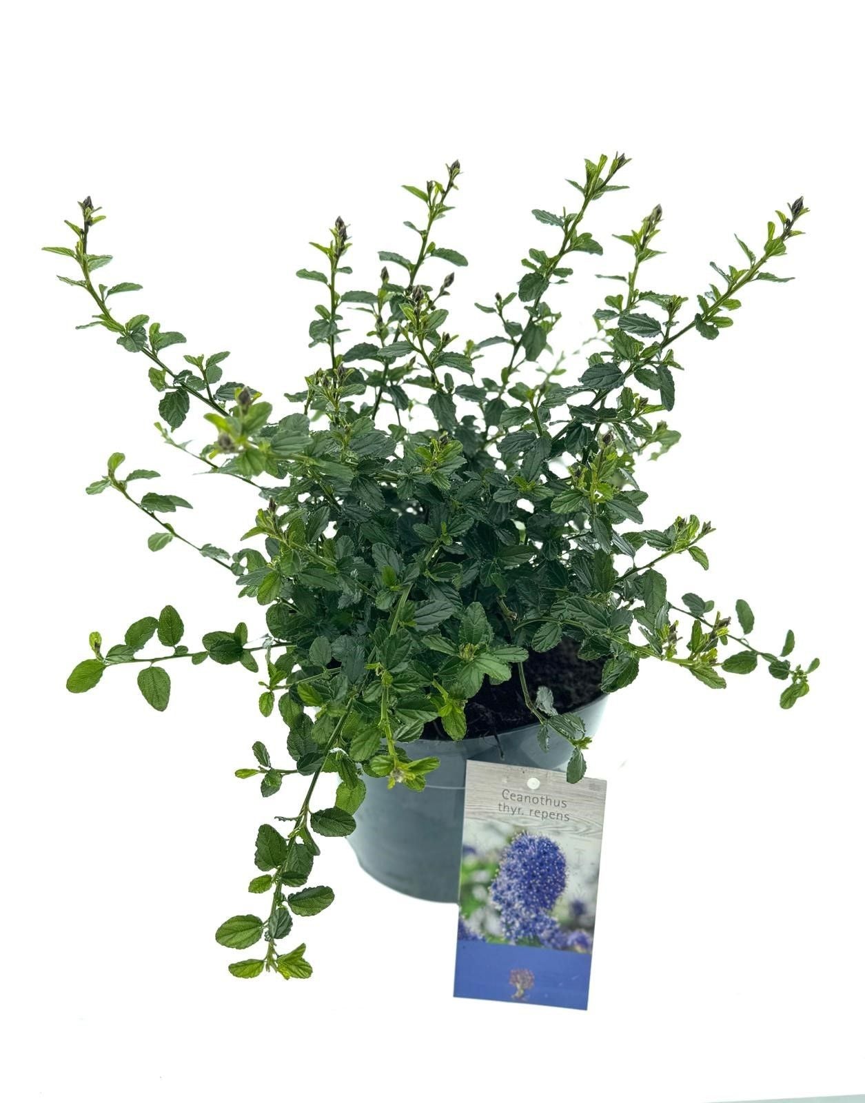 Ceanothus thyrsiflorus Repens — Céanothe rampant, photo du format 30 cm en pot de 17 cm, vendu en lot de 24 plantes