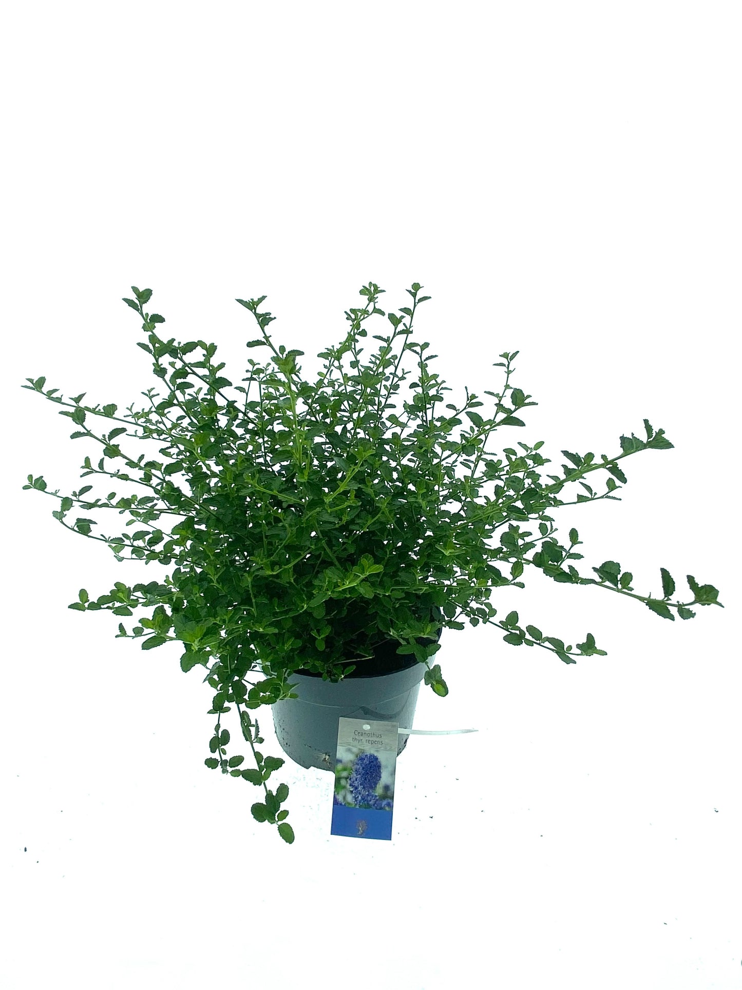 
                  
                    Ceanothus thyrsiflorus Repens — Céanothe rampant, photo du format 40 cm en pot de 23 cm, vendu en lot de 17 plantes
                  
                