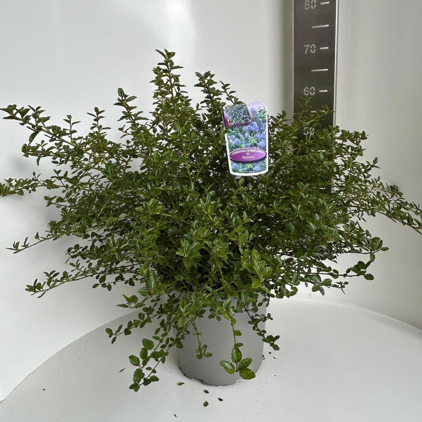 
                  
                    Ceanothus thyrsiflorus Repens — Céanothe rampant, photo du format 55 cm en pot de 29 cm, vendu en lot de 10 plantes
                  
                