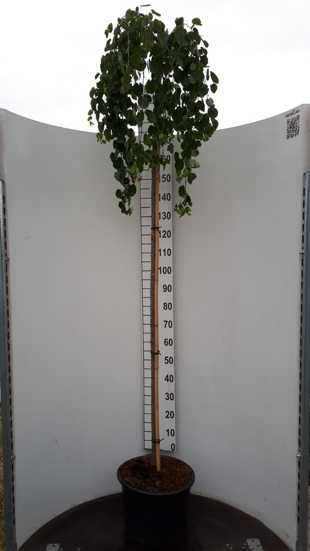 Cercidiphyllum japonicum ‘Pendulum’ sur tige, au feuillage retombant, hauteur 180 cm