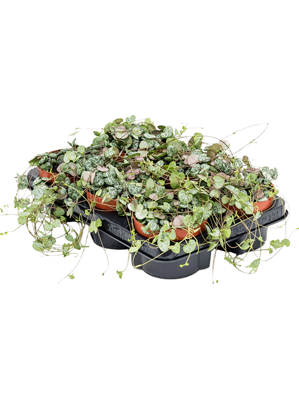 Ceropegia woodii — lot de 6 plantes de 20 cm en pots de 12/10 cm, fond blanc