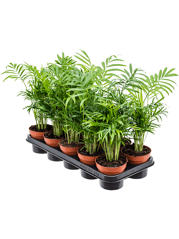 
                  
                    Chamaedorea elegans — lot de 10 plantes de 45 cm en pots de 12/10 cm, photo détourée pour fond blanc
                  
                