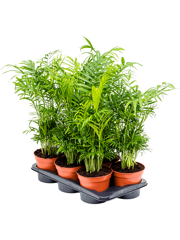 
                  
                    Chamaedorea elegans — lot de 6 plantes de 55 cm en pots de 17/14 cm, photo détourée pour fond blanc
                  
                