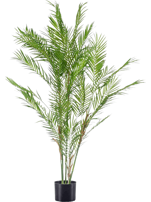 
                  
                    Palmier Chamaedorea artificiel 120 cm, palmes fines vertes sur plusieurs tiges en pot noir — 8EE424905
                  
                