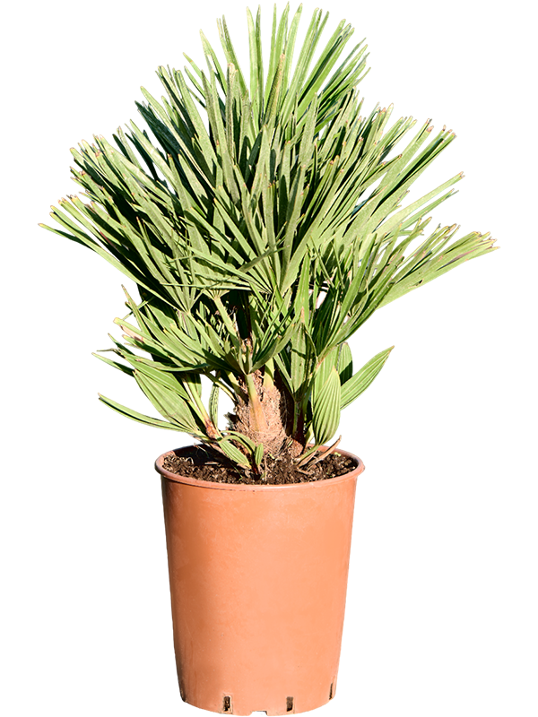 Chamaerops humilis 'Vulcano' 50 cm en pot de culture 19/17 cm, vendu par lot de 4 plantes
