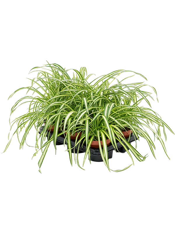 Chlorophytum comosum 'Atlantic' — lot de 6 plantes de 25 cm en pots de 12/10 cm