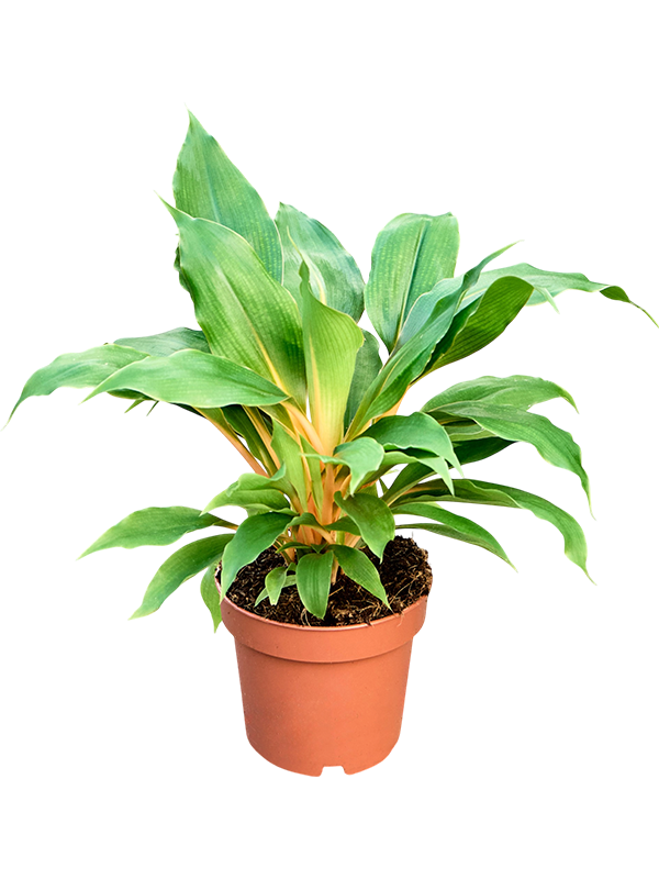 Chlorophytum orchidastrum Fire Flash — une plante de 25 cm dans son pot de culture Ø 12 cm
