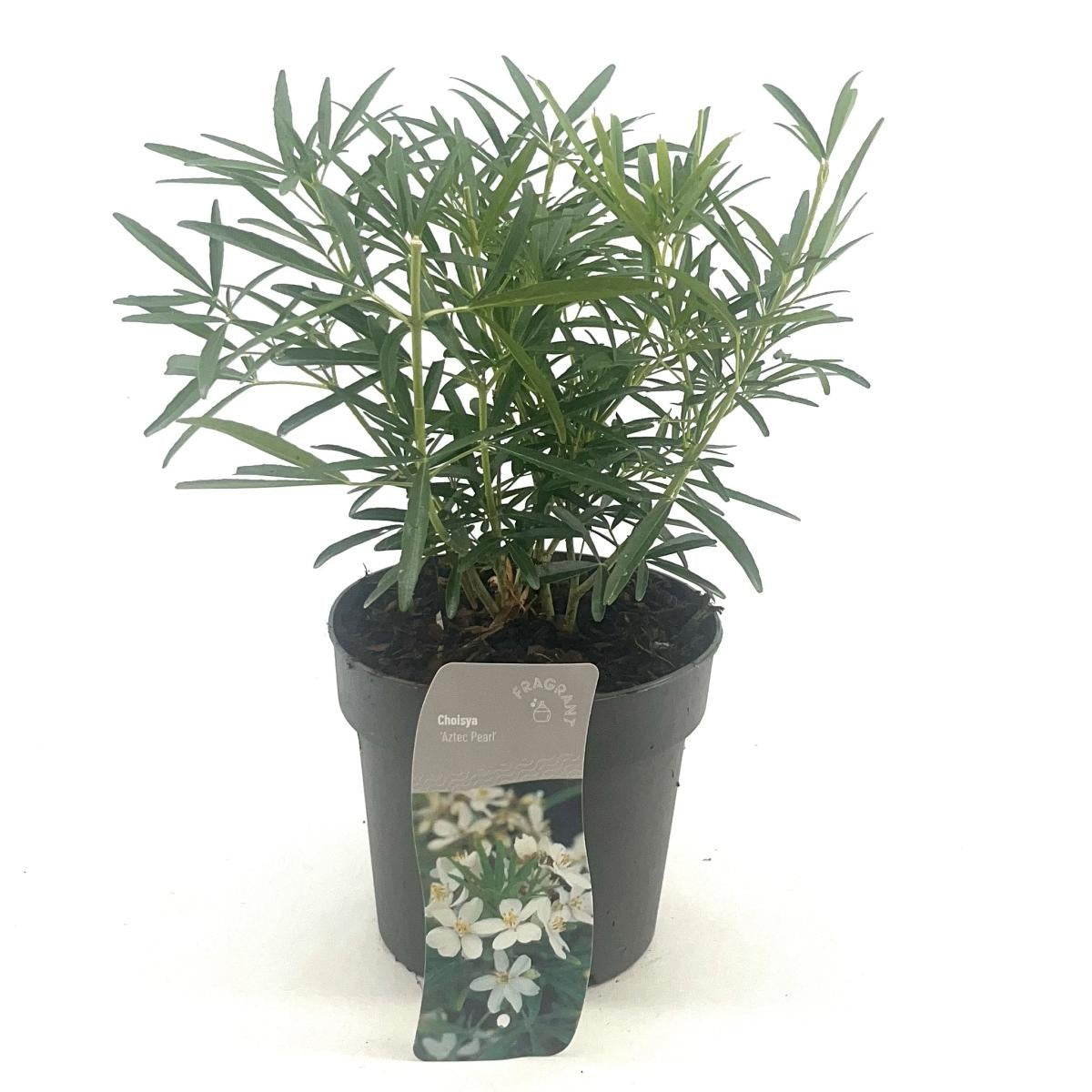 Choisya Aztec Pearl en pot de 17 cm, photo fournisseur du format 25 cm, vendu en lot de 58 plantes