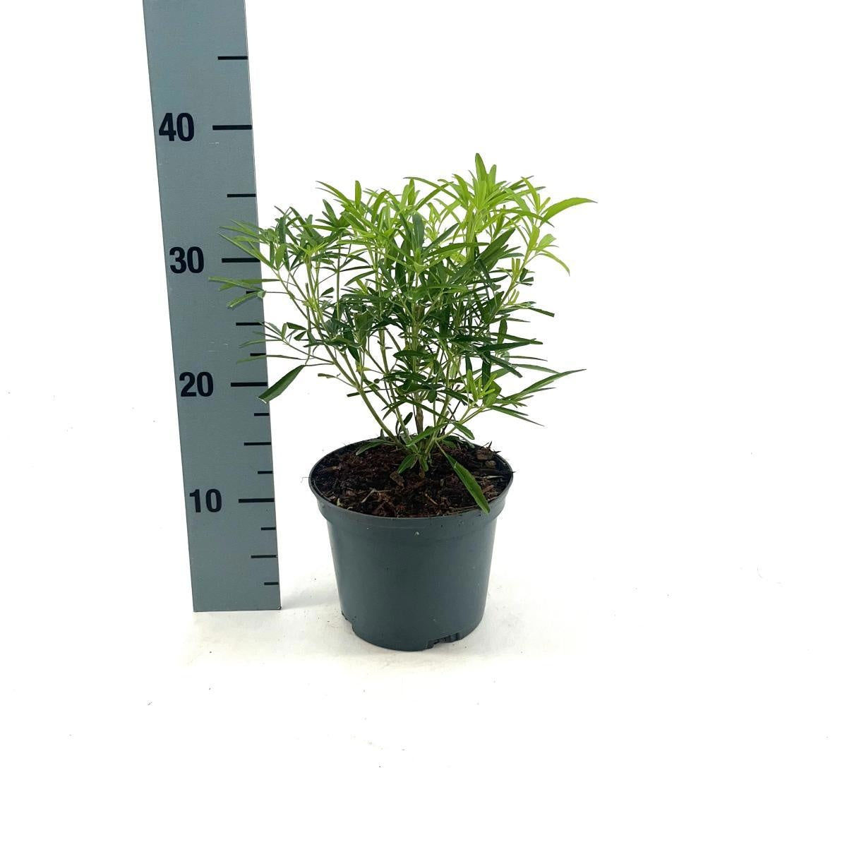 
                  
                    Choisya Aztec Pearl en pot de 17 cm, photo fournisseur du format 40 cm, vendu en lot de 62 plantes
                  
                