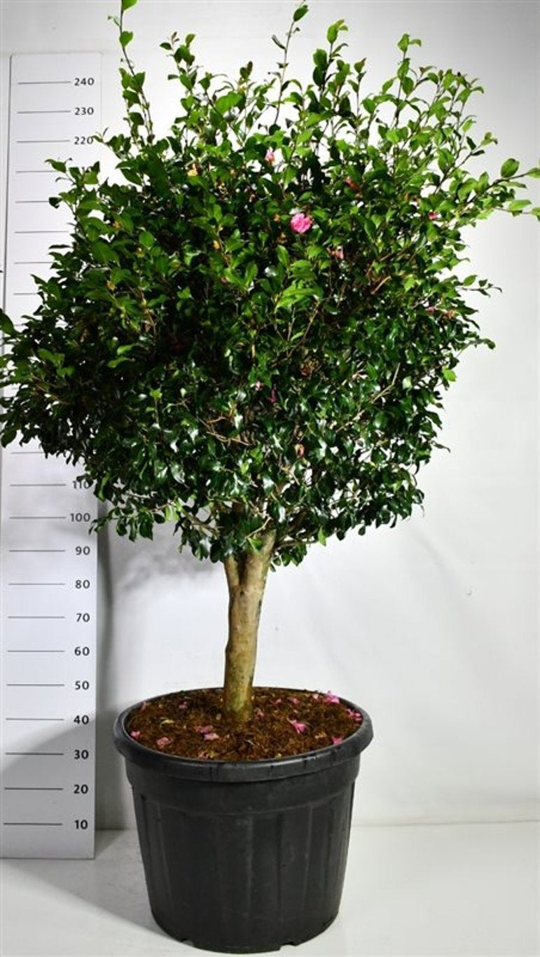 Camellia Cleopatra sur tige, feuillage vert brillant et fleurs roses, en pot de culture de 65 cm.