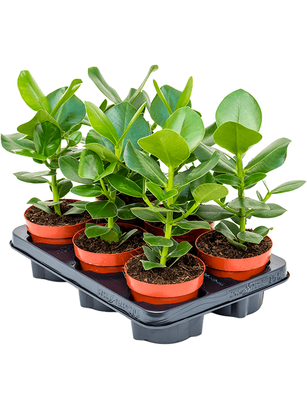 Clusia rosea 'Princess' — lot de 6 plantes de 35 cm en pots de 12/10 cm