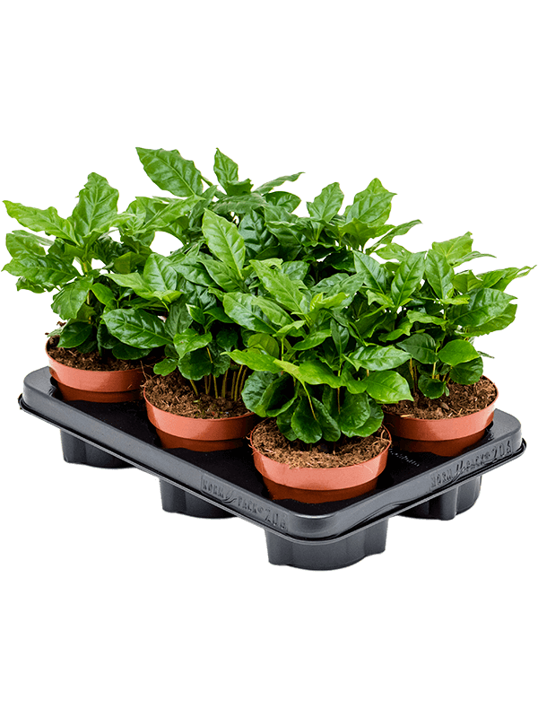 Coffea arabica — lot de 6 plantes de 25 cm en pots de 12/10 cm, sur fond blanc