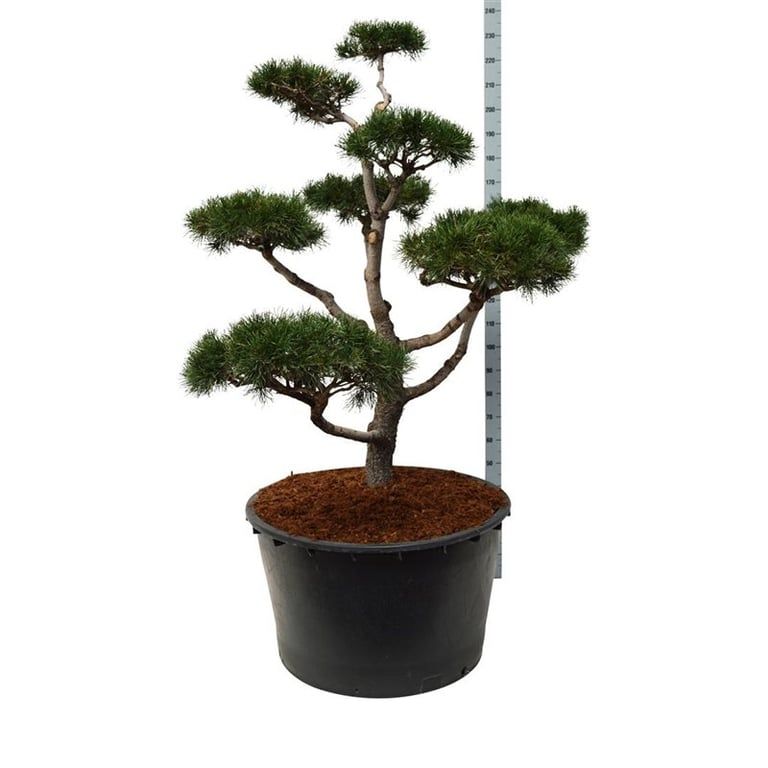 
                  
                    Pinus contorta en nuages, tronc apparent et plateaux de feuillage, en pot de culture de 91 cm.
                  
                