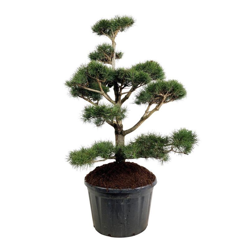 
                  
                    Pinus contorta taillé en nuages, ramure étagée et aiguilles persistantes, en pot de culture de 85 cm.
                  
                