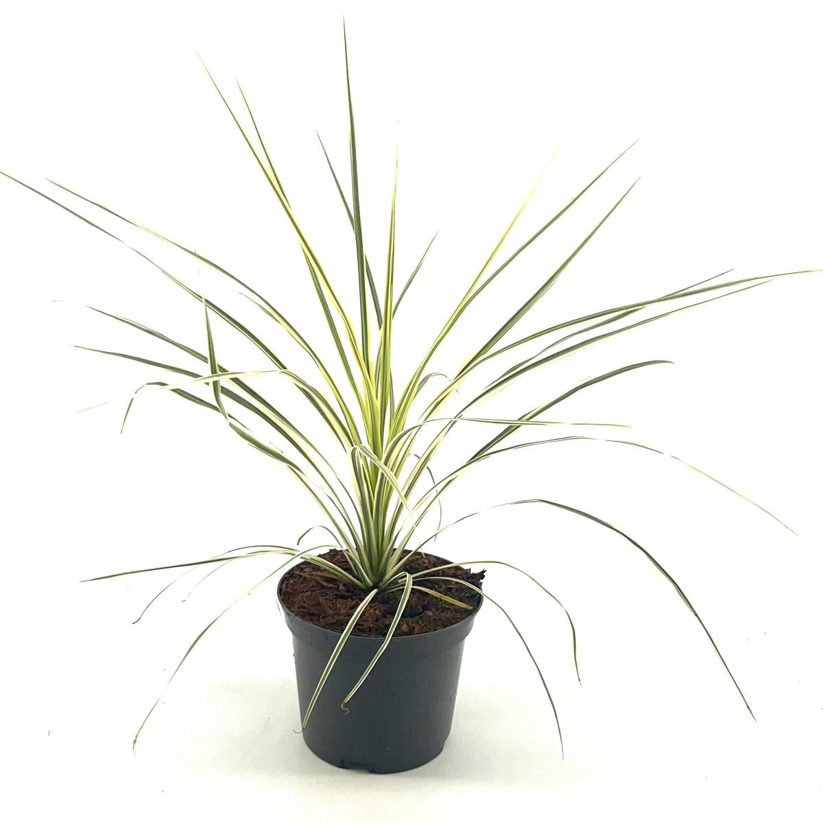 Cordyline australis en pot de culture, photographie fournisseur représentative du lot de 32 plantes, hauteur commerciale 40 cm