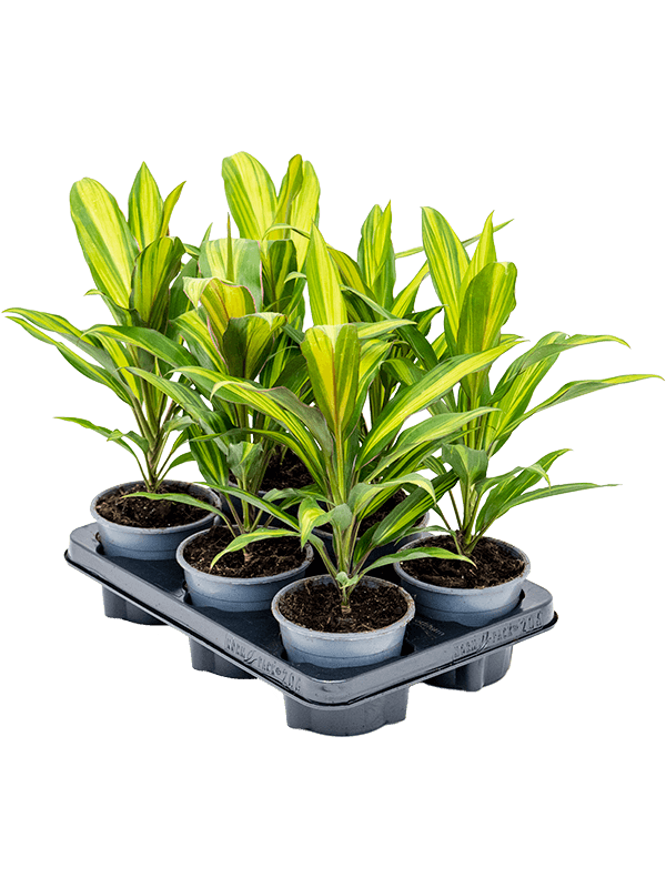 Cordyline fruticosa 'Kiwi' — lot de 6 plantes de 40 cm en pots de culture, hors hydro