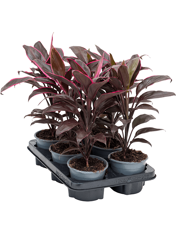 Cordyline fruticosa 'Mambo' — lot de 6 plantes de 40 cm en pots de culture, hors hydro