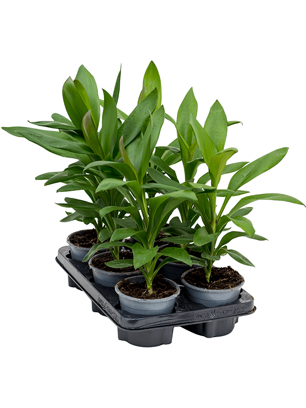 Cordyline fruticosa 'Glauca' — lot de 6 plantes de 35 cm en pots de 12/10 cm