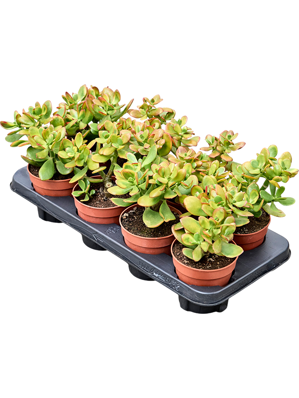 
                  
                    Crassula ovata 'Colorata' en pot de culture, photographie fournisseur représentative du lot de 8 plantes, hauteur commerciale 20 cm
                  
                