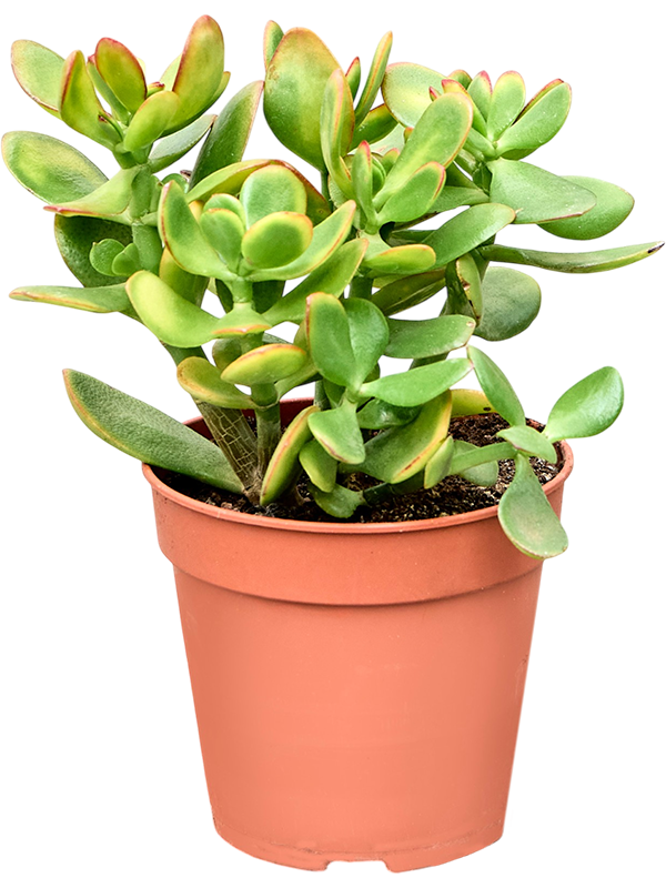 
                  
                    Crassula ovata 'Colorata', vue 2 du format commercial de 20 cm, vendu par lot de 8 plantes
                  
                