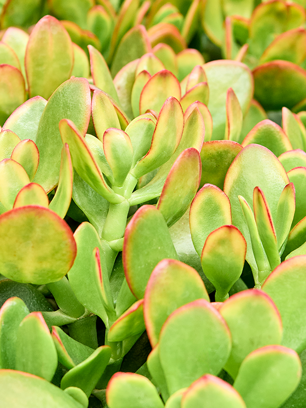 
                  
                    Crassula ovata 'Colorata', vue 3 du format commercial de 20 cm, vendu par lot de 8 plantes
                  
                