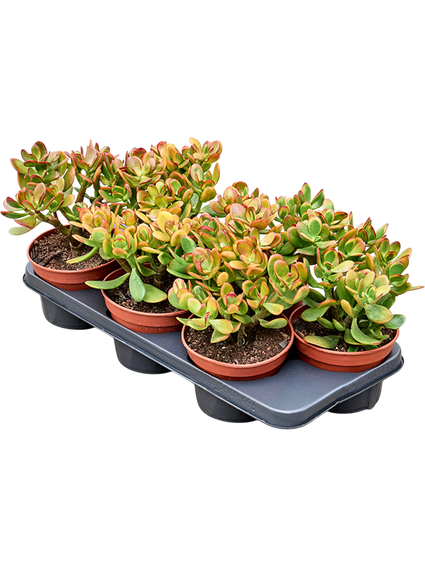 
                  
                    Crassula ovata 'Colorata' en pot de culture, photographie fournisseur représentative du lot de 6 plantes, hauteur commerciale 35 cm
                  
                