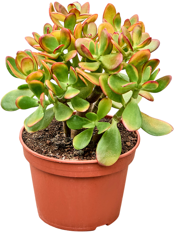 
                  
                    Crassula ovata 'Colorata', vue 2 du format commercial de 35 cm, vendu par lot de 6 plantes
                  
                