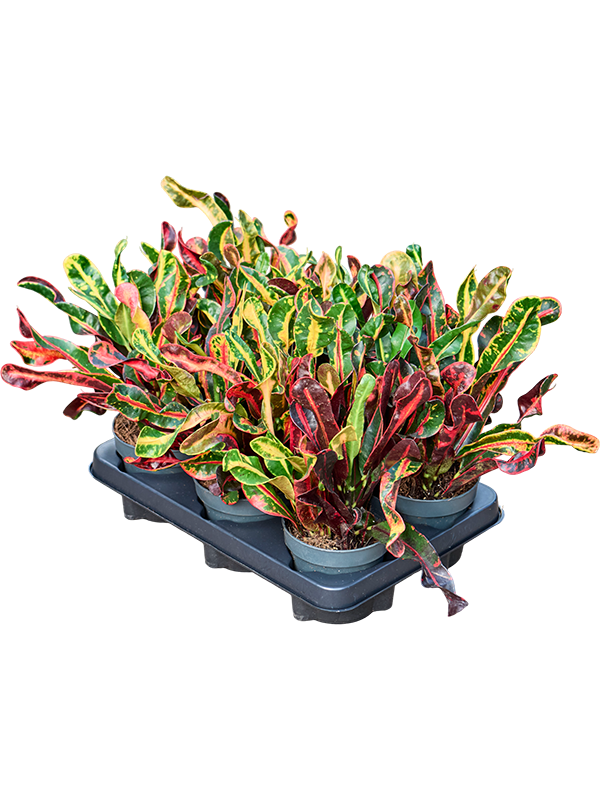 Croton (Codiaeum) variegatum 'Mammi' — 30 cm, lot de 6 pots, pots de 12/10 cm, fond blanc