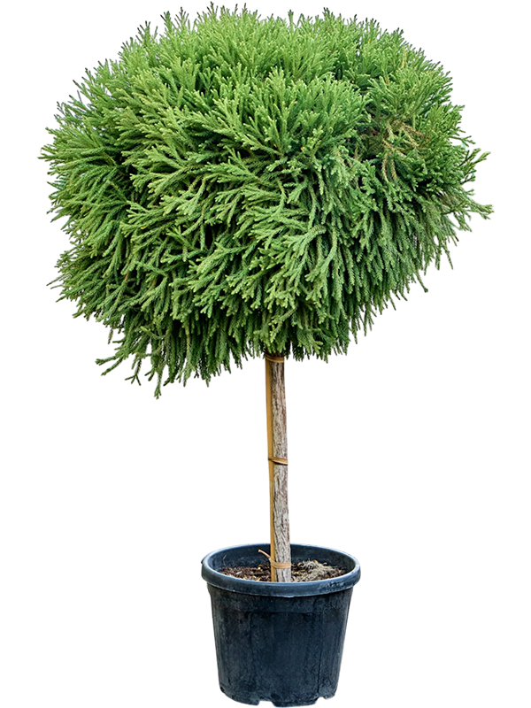 Cryptomeria japonica Globosa Nana sur tige, couronne arrondie vert frais, une plante de 160 cm dans son pot de culture Ø 38 cm