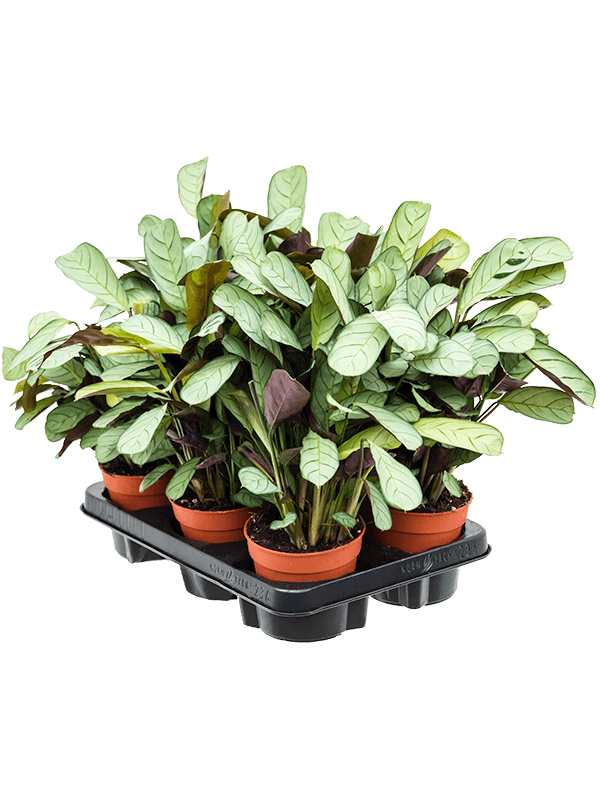 Ctenanthe burle-marxii 'Amagris' — lot de 6 plantes de 25 cm en pots de 12/10 cm, sur fond blanc