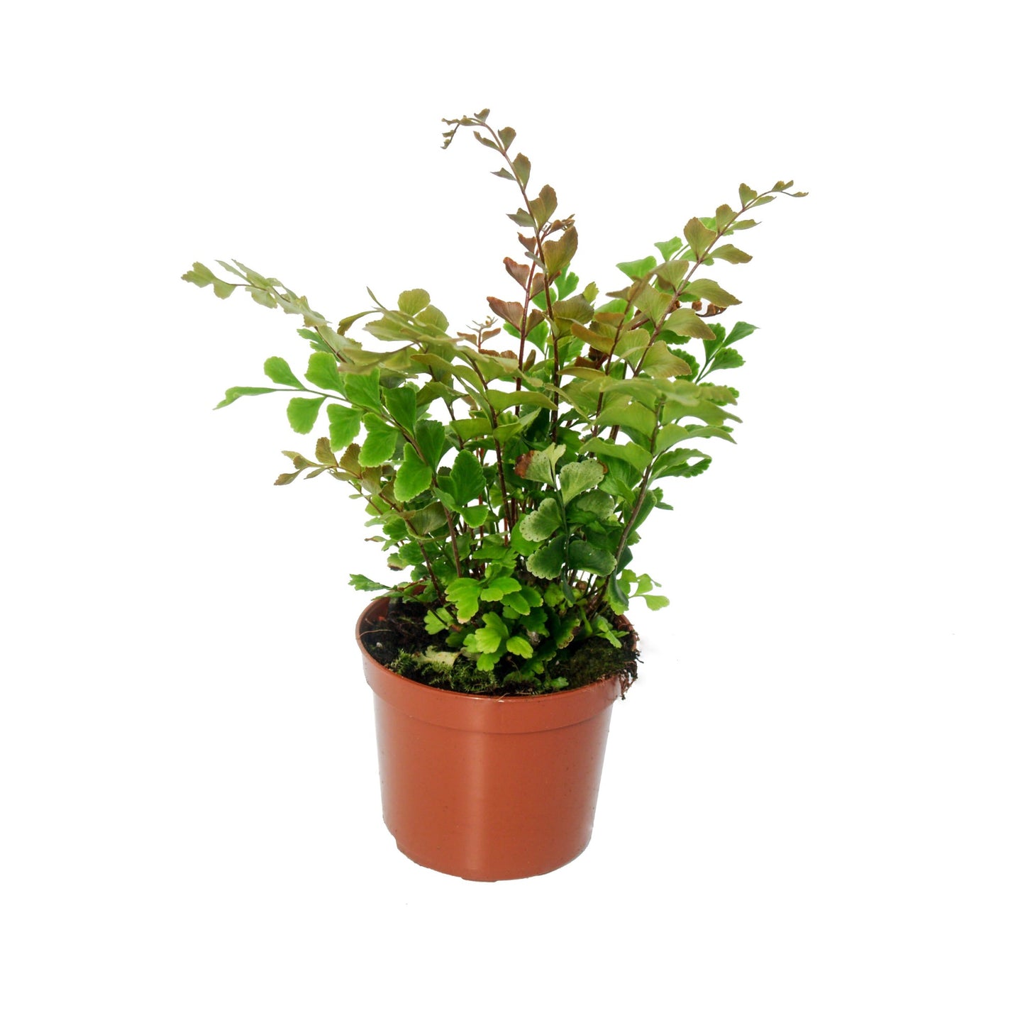 Didymochlaena truncatula — plante de 20 cm en pot de 8 cm, vendue par lot de 12
